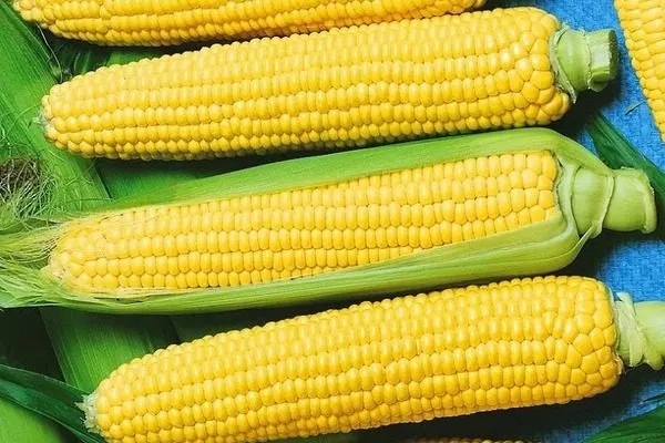 зёрна на початках Лакомки Белогорья