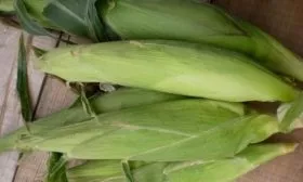 початки Лакомки Белогорья