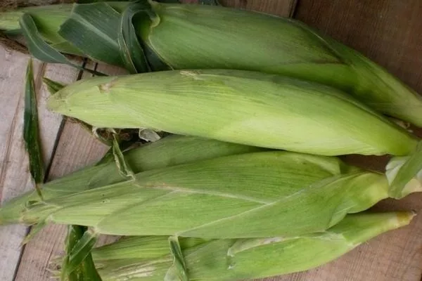 початки Лакомки Белогорья