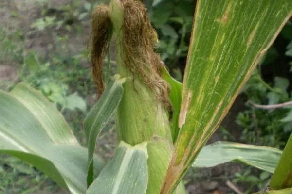 куст кукурузы Лакомка Белогорья