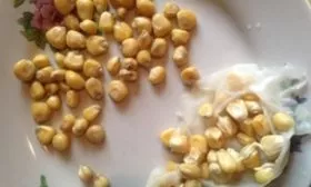 проращивание семян кукурузы Лакомка Белогорья