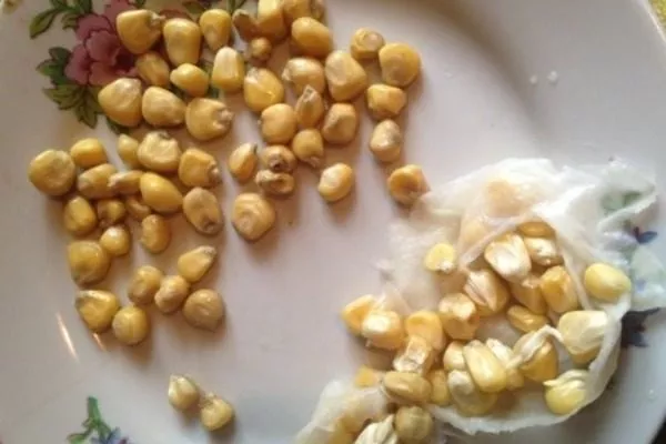 проращивание семян кукурузы Лакомка Белогорья