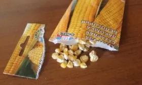 семена кукурузы Лакомка Белогорья