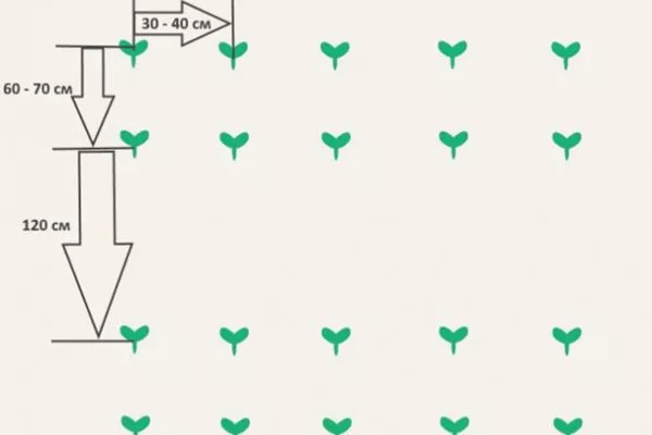 схема посадки кукурузы Лакомка Белогорья