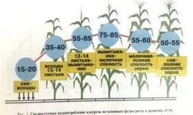 как поливать кукурузу Лакомка Белогорья, расход воды в разные фазы развития