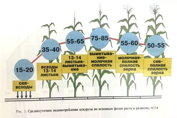 как поливать кукурузу Лакомка Белогорья, расход воды в разные фазы развития