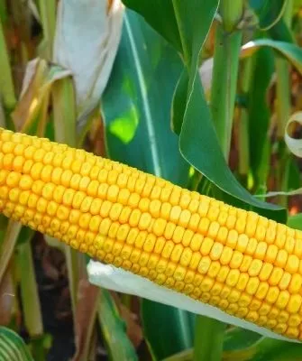 Кукуруза Микси