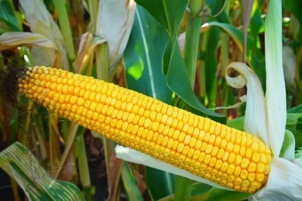 Кукуруза Микси