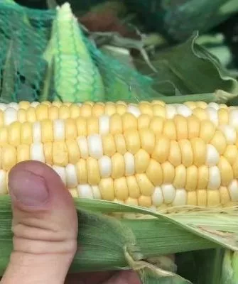 kukuruza-rakel-на главную