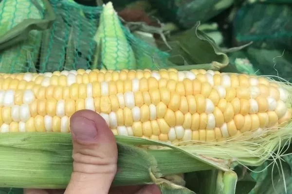 Кукуруза Ракель описание початков