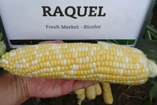 Кукуруза Ракель