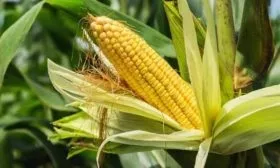 кукуруза РОСС 199 МВ