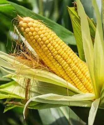 кукуруза РОСС 199 МВ