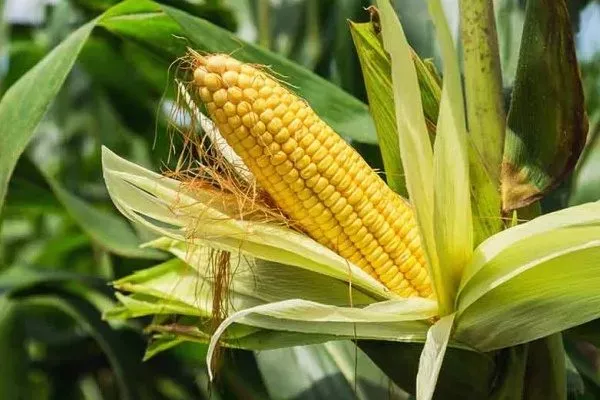 кукуруза РОСС 199 МВ