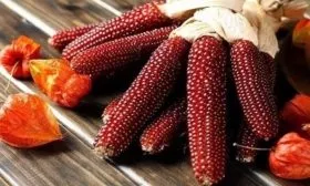 кукуруза сорта Клубничный попкорн