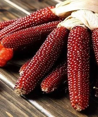 кукуруза сорта Клубничный попкорн