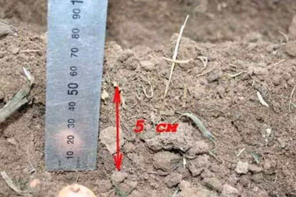 Кукуруза сорта Микси : Глубина посадки – 4-5 см