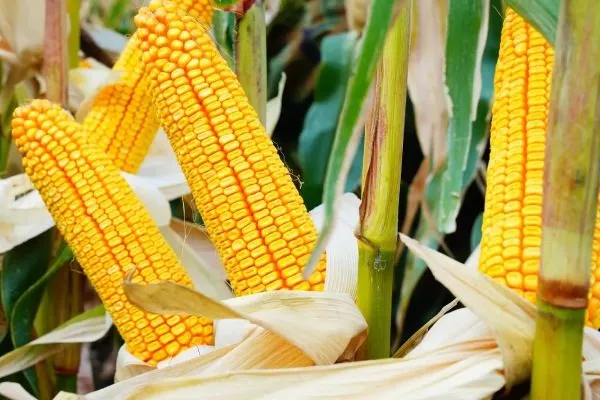 Кукуруза сорта Микси: полегание початков