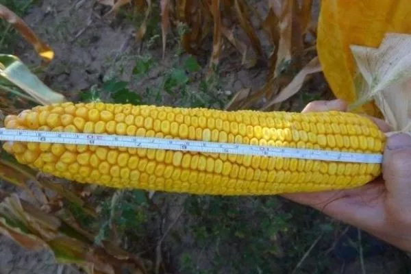 Кукуруза сорта Микси: Внешний вид початков