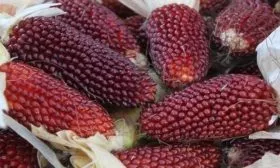 кукуруза сорта Земляничная