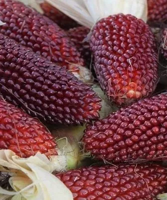 кукуруза сорта Земляничная