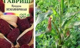 кукуруза Земляничная