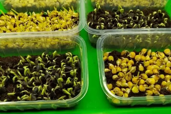 Кукуруза Золотой початок - посев кукурузы на рассаду