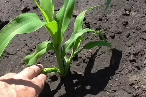 Кукуруза Золотой початок - удаление пасынков
