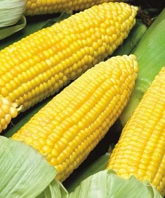 Кукуруза Золотой початок - внешний вид