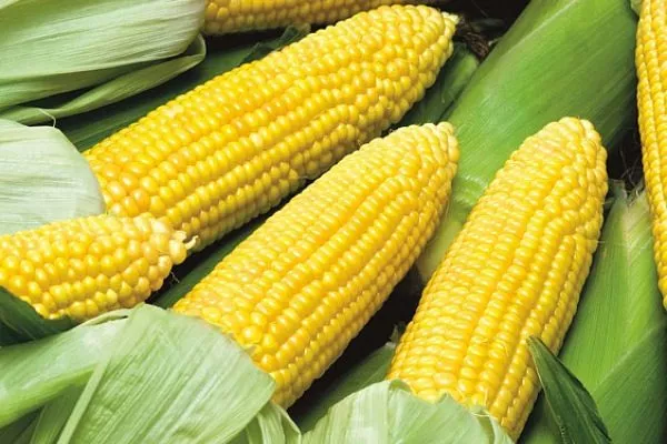 Кукуруза Золотой початок - внешний вид