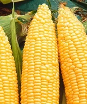 початок кукурузы Виктория