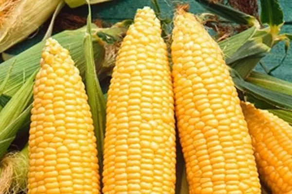 початок кукурузы Виктория