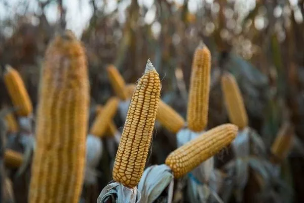 кукуруза Виктория