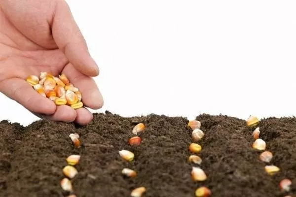 посев кукурузы Виктория