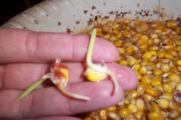 подготовка семян сорта Виктория к посеву