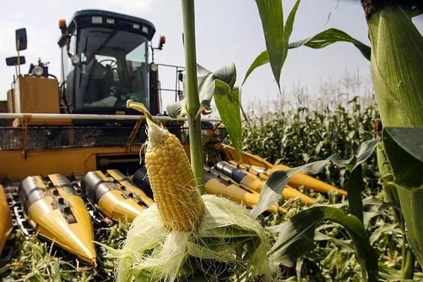 уборка урожая кукурузы Виктория