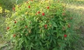 куст малины Бальзам