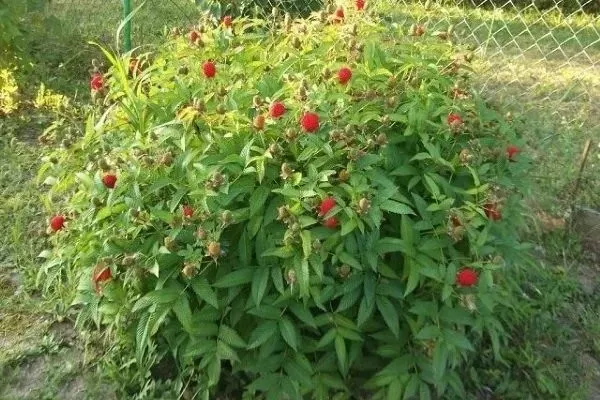 куст малины Бальзам