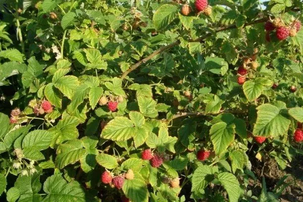 куст малины сорта Награда