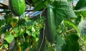 куст Селёдочки