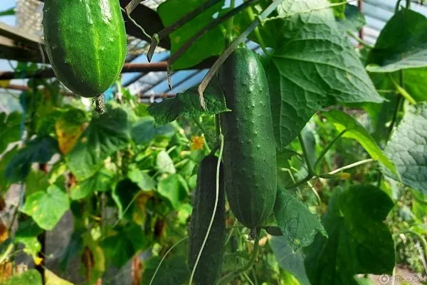 куст Селёдочки