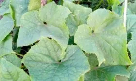 плети огурца кустового