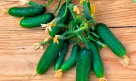 Показатели внешности огурца кустового