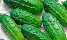 Плоды кустового огурца
