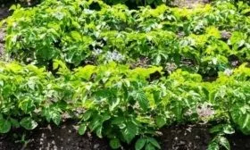 кусты картофеля Чароит