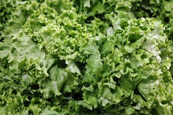 листья салата Хрустик