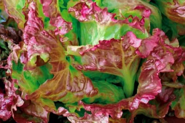 листья салата 4 сезона