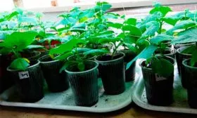 Выращивание рассады