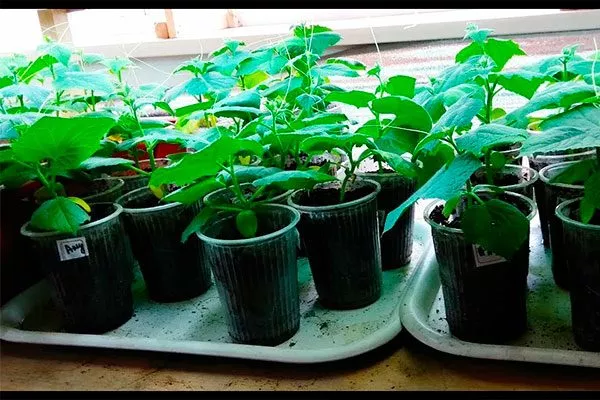 Выращивание рассады