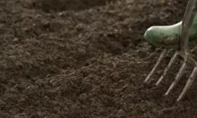 Лук Апрельский: бороздки